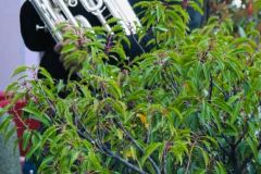 IMG-20250429-WA0033